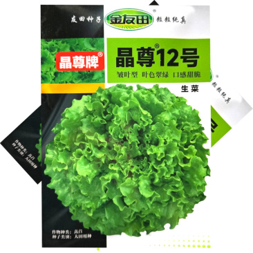 晶尊12号散叶生菜种子皱叶型生菜颜色亮绿叶片松散大田基地