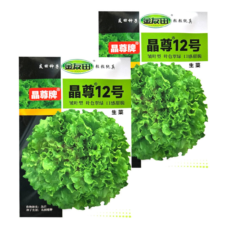 晶尊12号散叶生菜种子皱叶型生菜颜色亮绿叶片松散大田基地