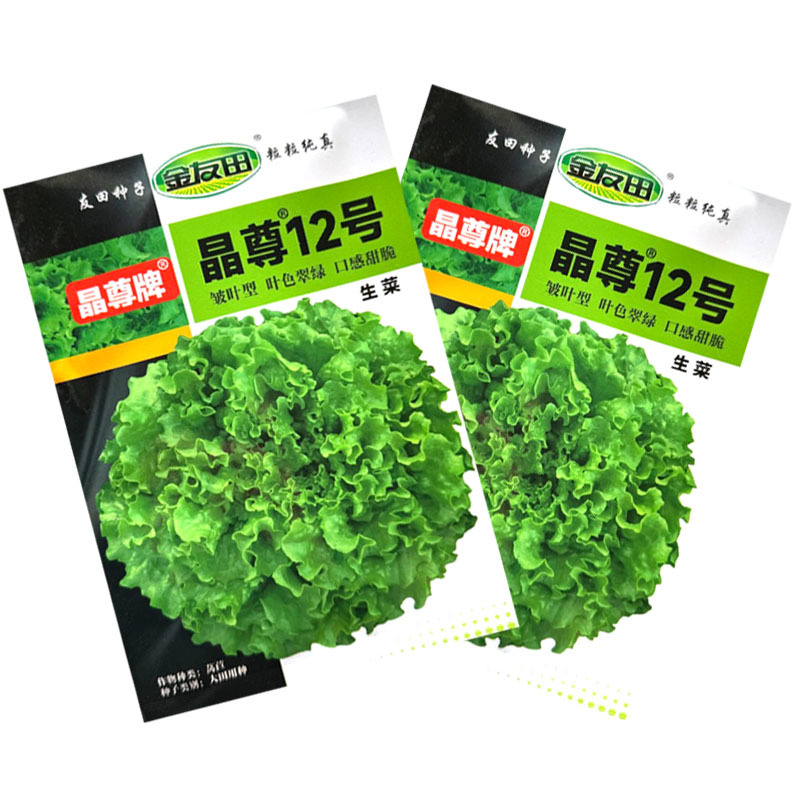 晶尊12号散叶生菜种子皱叶型生菜颜色亮绿叶片松散大田基地