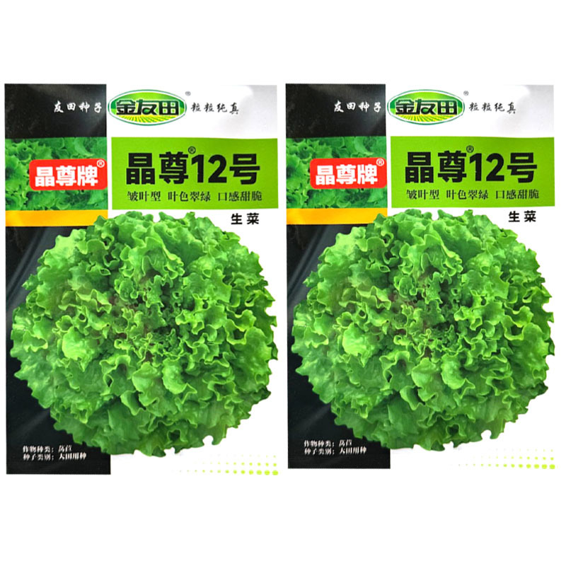 晶尊12号散叶生菜种子皱叶型生菜颜色亮绿叶片松散大田基地