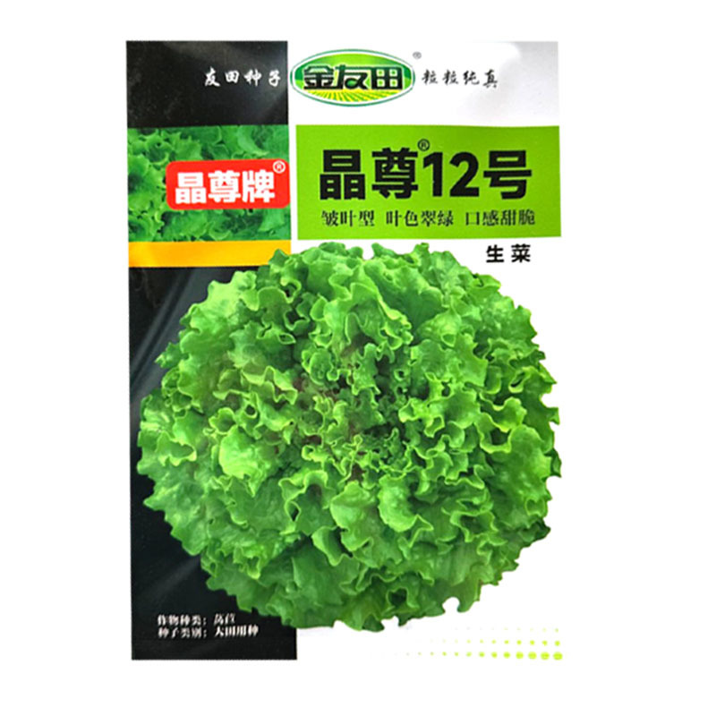 晶尊12号散叶生菜种子皱叶型生菜颜色亮绿叶片松散大田基地