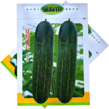 夏牧16号水果吊瓜种子杂交连续座果能力强头尾均匀口感甜脆