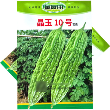 晶玉10号苦瓜种子早熟珍珠瘤肉质脆嫩厚实连续座果性好基地
