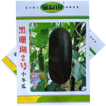 黑珊瑚2号小冬瓜种子早熟果实短圆筒形腔小肉致紧实口感甜脆