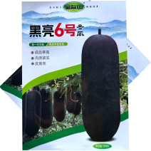 黑亮6号黑皮冬瓜种子杂交黑皮中型冬瓜种籽皮黑亮肉质紧实