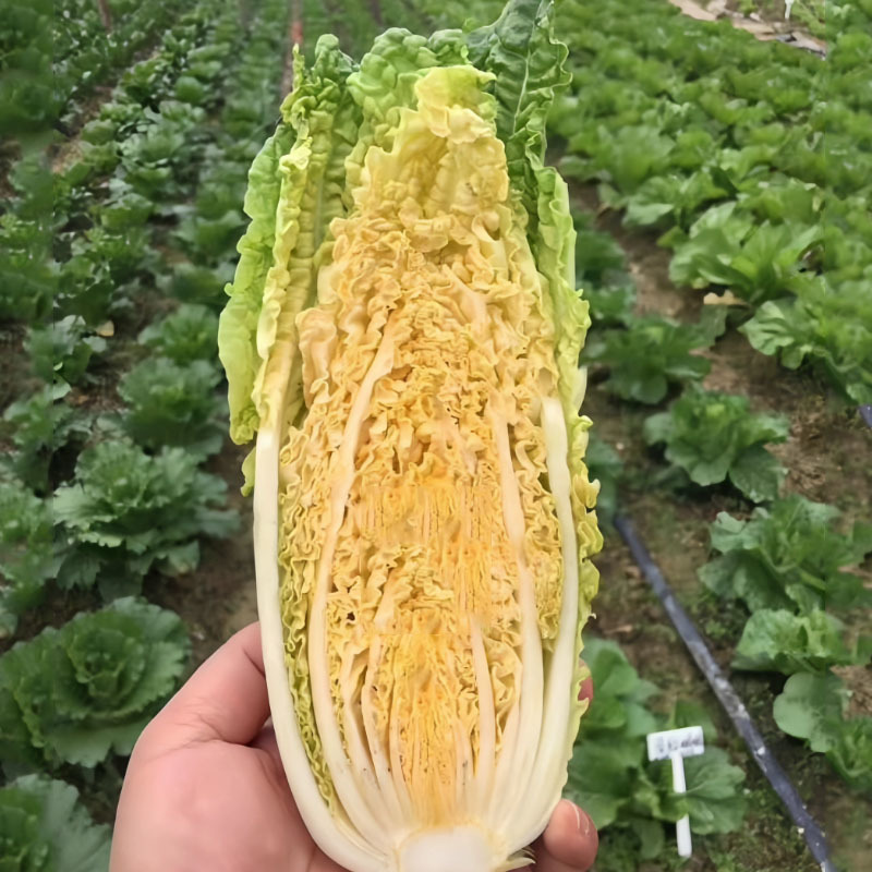 大娃娃菜种子10g深黄色芯50天上市抗病高产基地型