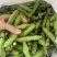 【蚕豆】云南蚕豆基地直发供应全国市场电商商超