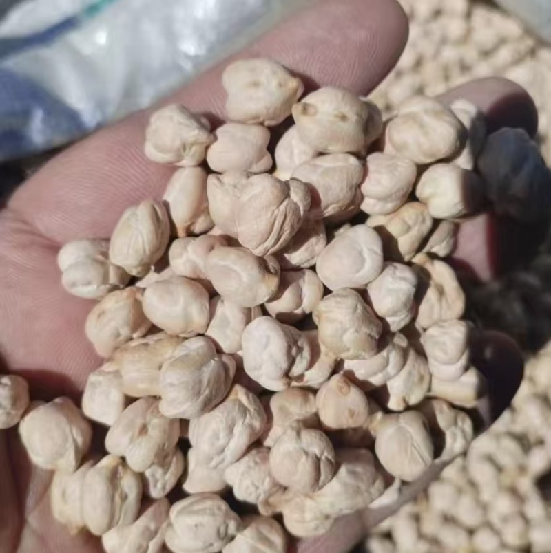 鹰嘴豆黑鹰嘴豆黄鹰嘴豆规格齐全颗粒饱满量大从优