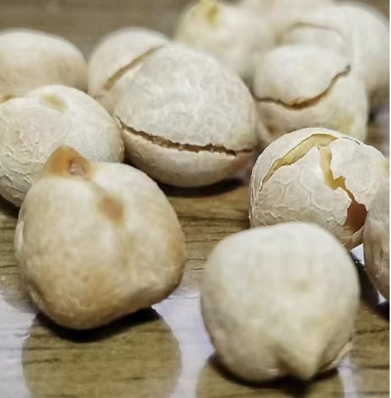 鹰嘴豆黑鹰嘴豆黄鹰嘴豆规格齐全颗粒饱满量大从优