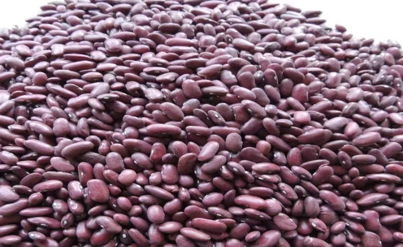红腰豆大量上货品质好产地直供欢迎联系