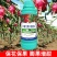 施力龙火龙果膨果膨大素火龙果叶面肥增产素