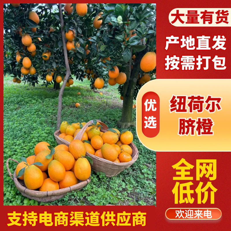 九月红，纽荷尔，果面干净，颜色全红，口感纯甜化渣，个头大