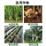 施力龙快速生根液多肉植物移栽水培专用强力发根水溶肥肥料