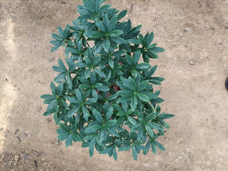 金边瑞香盆景花卉自己的基地直发品质高易成活价格实惠欢迎电联