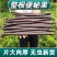 便秘果/腊肠果全年有货/量大从优/自然晾晒/欢迎进店选购