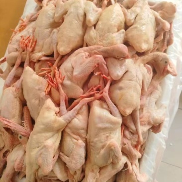 肉鸽白条鸽自家工厂直供/对接批发代收代卖商场超市采购市场等