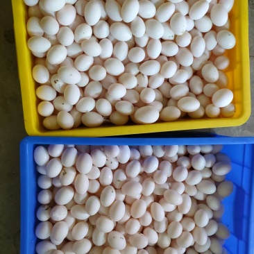 鸽子蛋自家养殖/对接批发代收代卖可大量供货