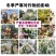 植物防冻剂植物防冻液抗冻抗寒剂果树蔬菜大田叶面肥