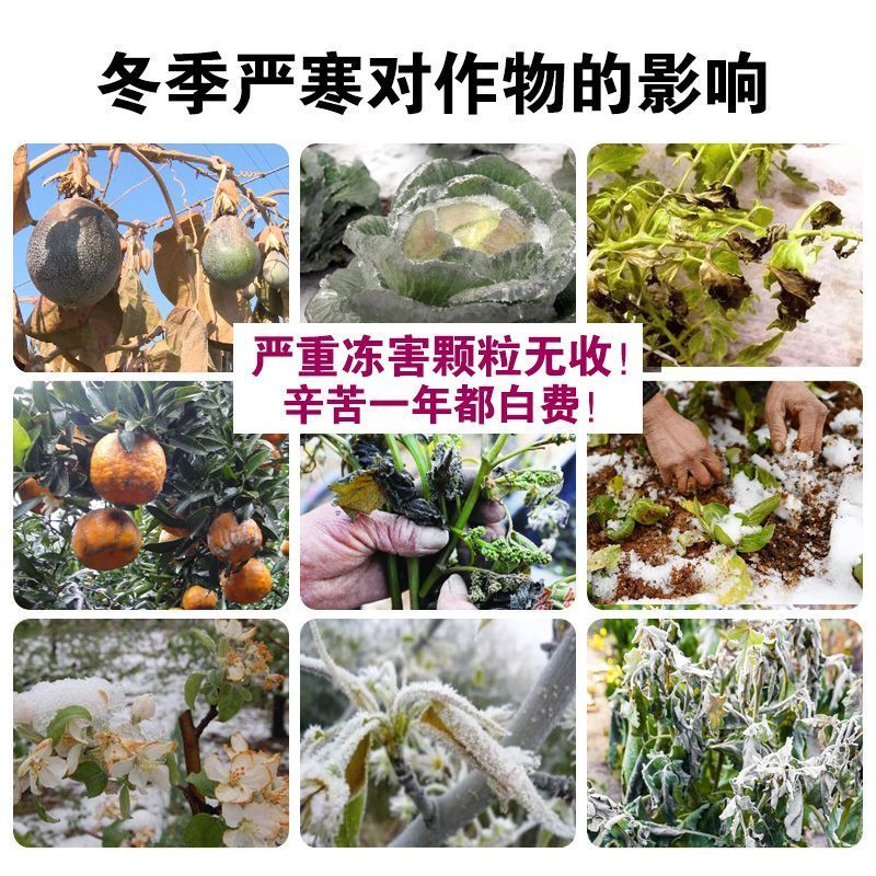 植物防冻剂植物防冻液抗冻抗寒剂果树蔬菜大田叶面肥
