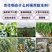 植物防冻剂植物防冻液抗冻抗寒剂果树蔬菜大田叶面肥