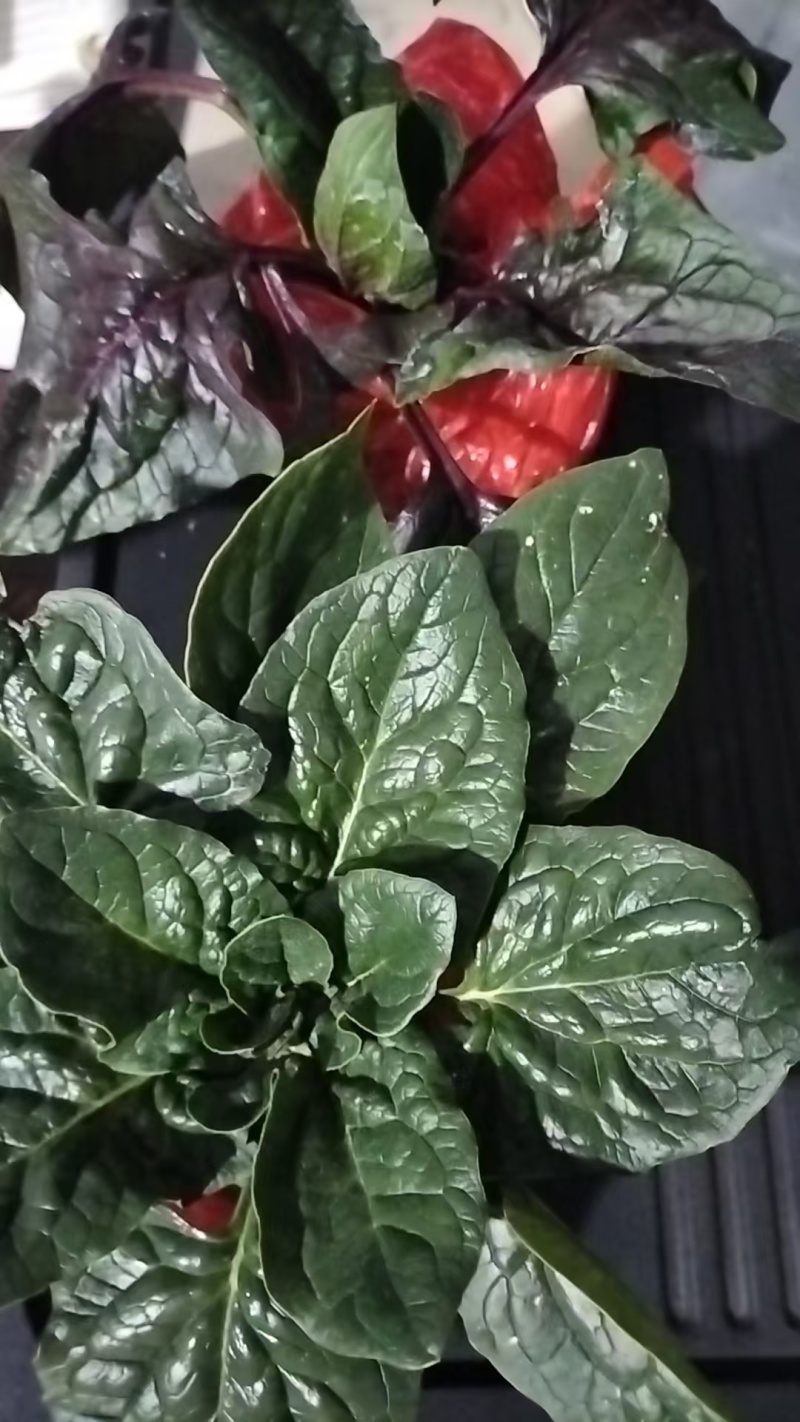 【热卖】山东精品趴地菠菜百亩基地现挖现发量大从优