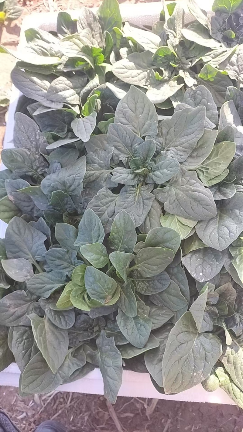 【热卖】山东精品趴地菠菜百亩基地现挖现发量大从优