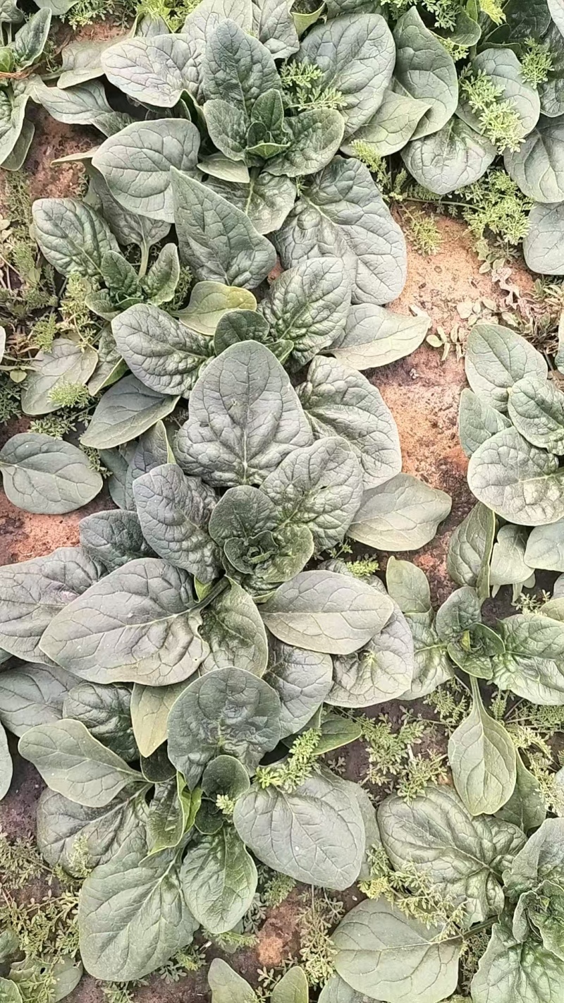 【热卖】山东精品趴地菠菜百亩基地现挖现发量大从优