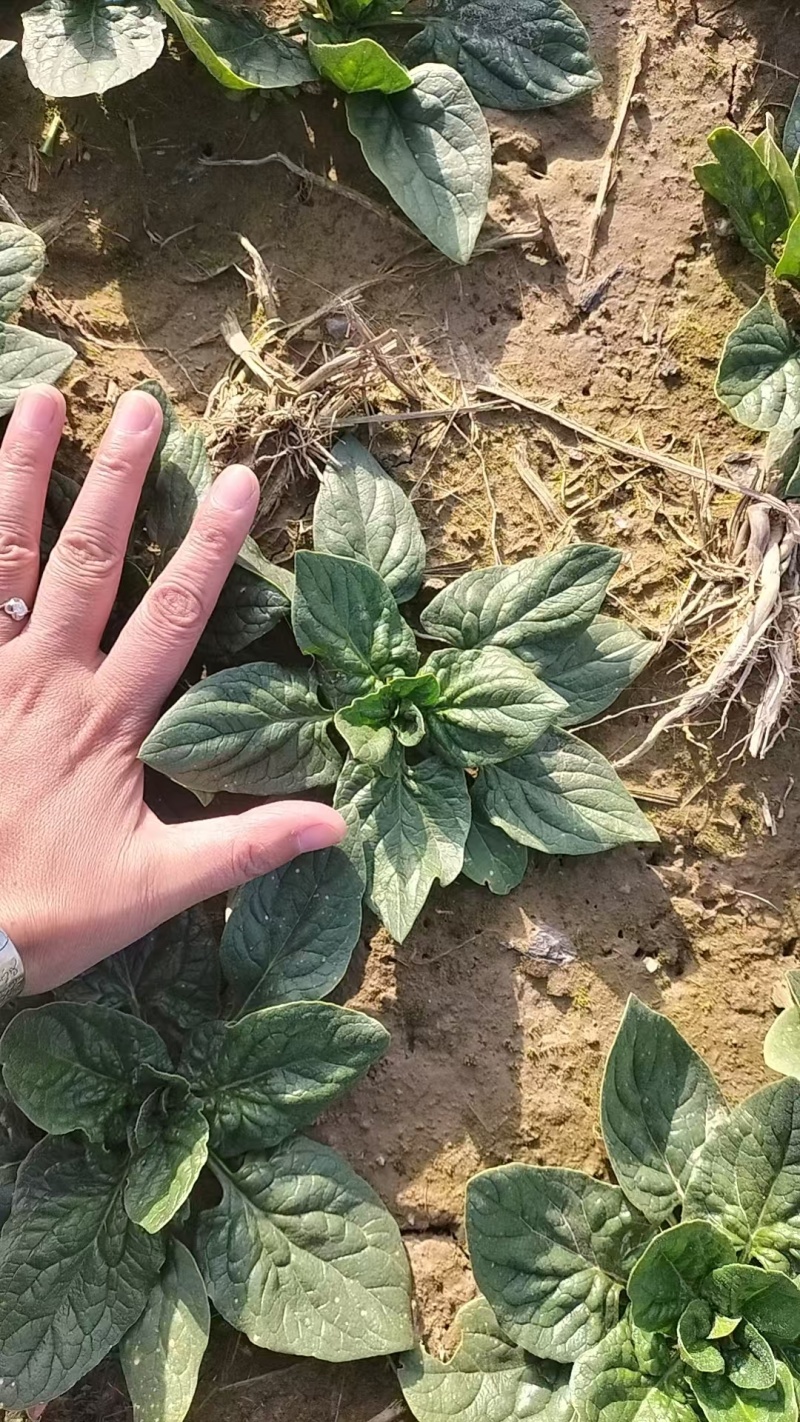 【热卖】山东精品趴地菠菜百亩基地现挖现发量大从优