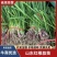 山东红根蒜苗货源充足对接批发市场商超欢迎电话联系