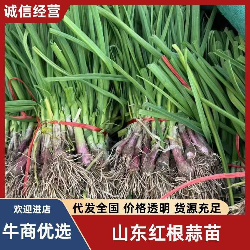山东红根蒜苗货源充足对接批发市场商超欢迎电话联系