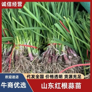 山东红根蒜苗货源充足对接批发市场商超欢迎电话联系
