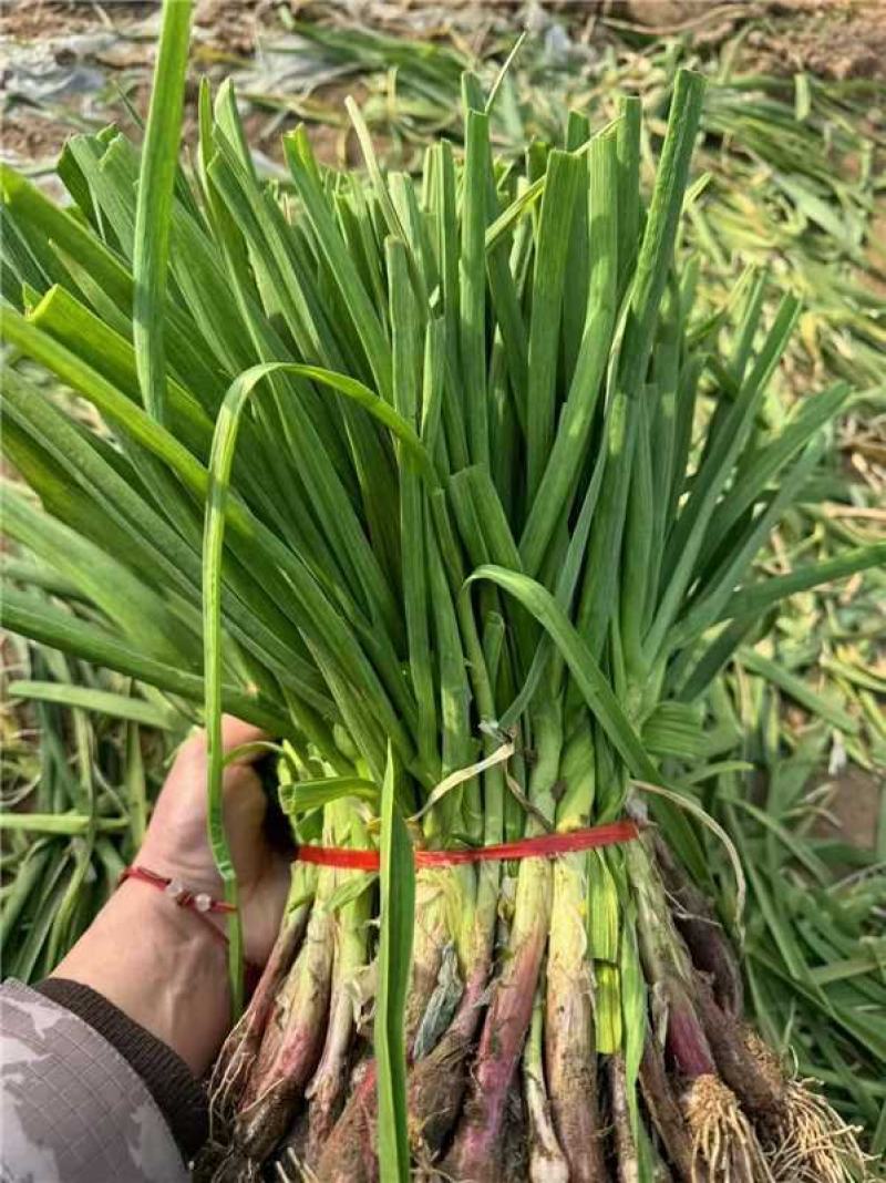 山东红根蒜苗货源充足对接批发市场商超欢迎电话联系