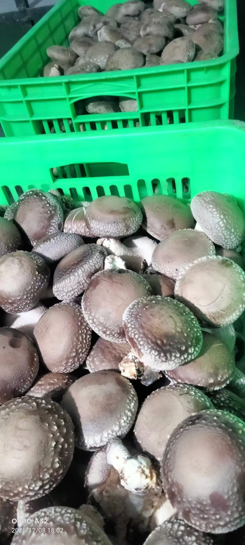 精品一级人工挑选，肉厚，椴木香菇，产地直发，