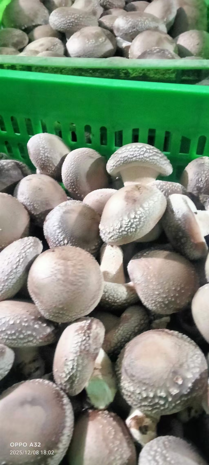 精品一级人工挑选，肉厚，椴木香菇，产地直发，