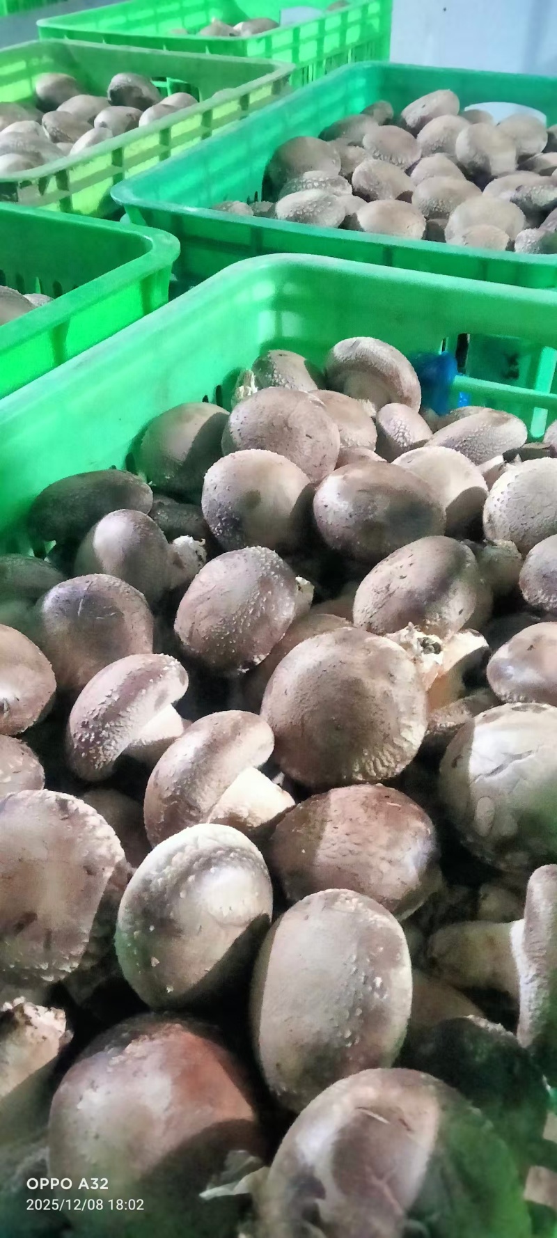 精品一级人工挑选，肉厚，椴木香菇，产地直发，