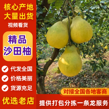 精品南康甜柚子一手货源现摘现发质量保证欢迎咨询