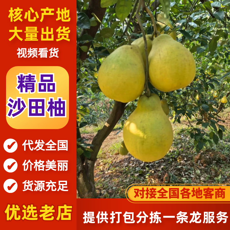 精品南康甜柚子一手货源现摘现发质量保证欢迎咨询