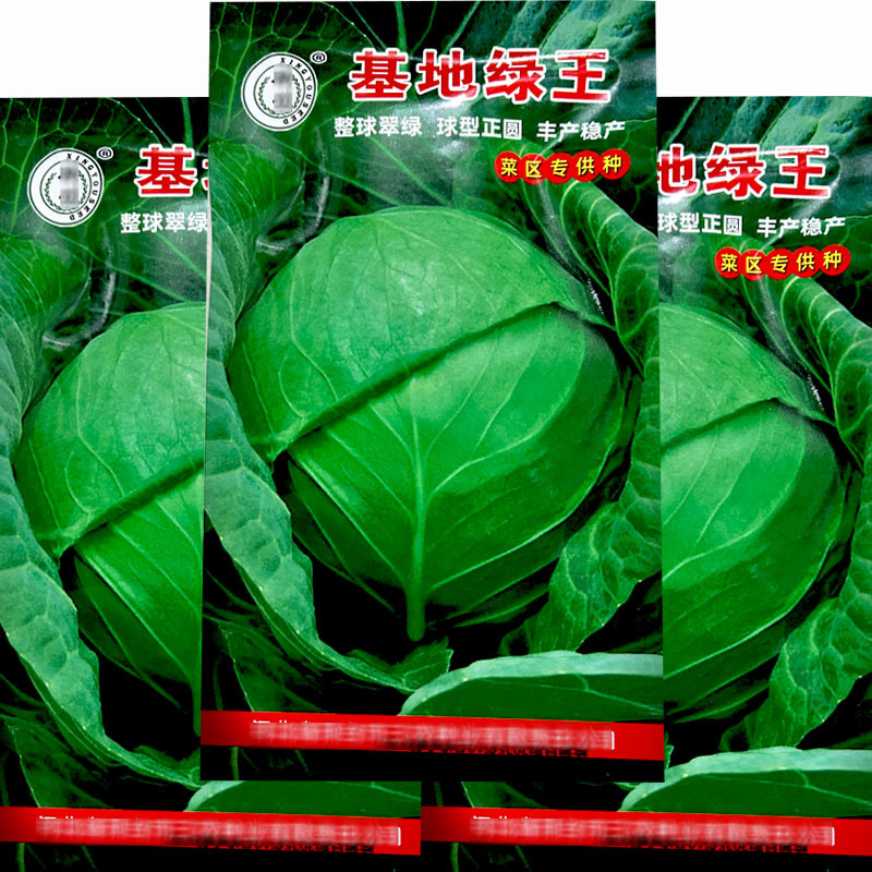 基地绿王甘蓝种子甘兰包菜杂交一代甘蓝种子10g菜区**