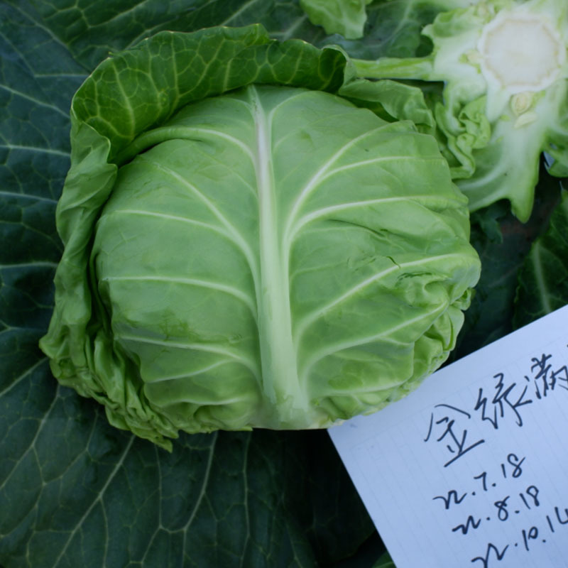金绿满园结球甘蓝种子10g早秋抗热抗病耐高温正圆球抗裂包