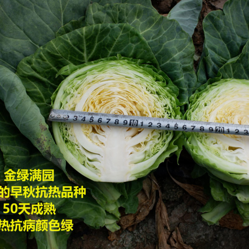 金绿满园结球甘蓝种子10g早秋抗热抗病耐高温正圆球抗裂包