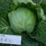 软绿喧菜亮球50甘蓝种子绿包菜种籽叶球深绿球型正圆光亮早