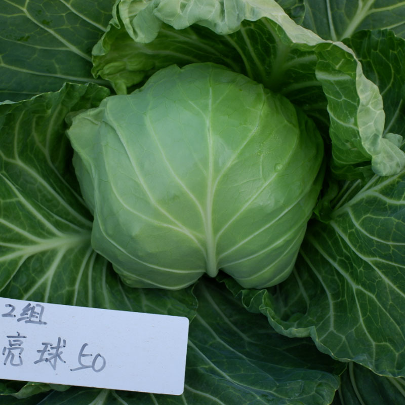 软绿喧菜亮球50甘蓝种子绿包菜种籽叶球深绿球型正圆光亮早