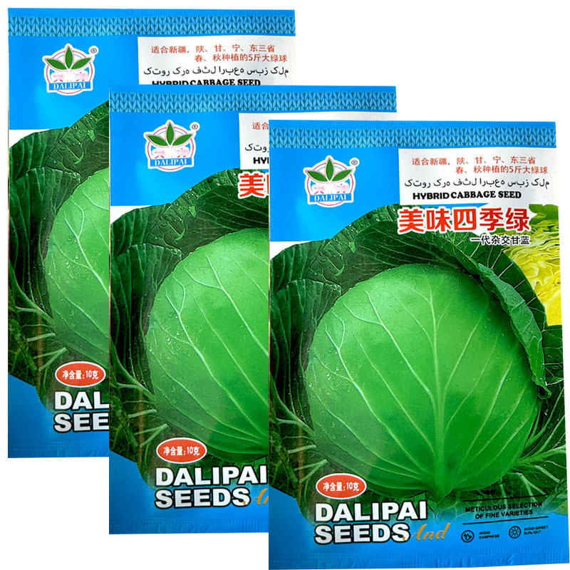 美味四季绿甘蓝种子中熟叶球紧实黄芯耐裂基地品种