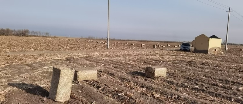 牛羊牧草秸秆原料牧草类原料捆装耐运输长期供货欢迎老板联系