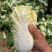 精品小娃娃菜质量保证颗颗精选无烂叶无虫眼对接商超