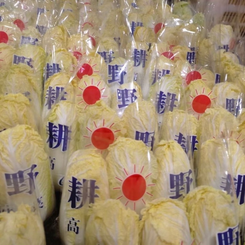 精品小娃娃菜质量保证颗颗精选无烂叶无虫眼对接商超