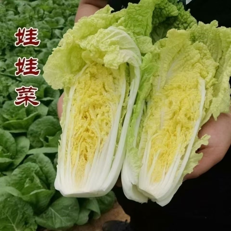 实力代收小娃娃菜货源充足量大从优供应电商商超市场