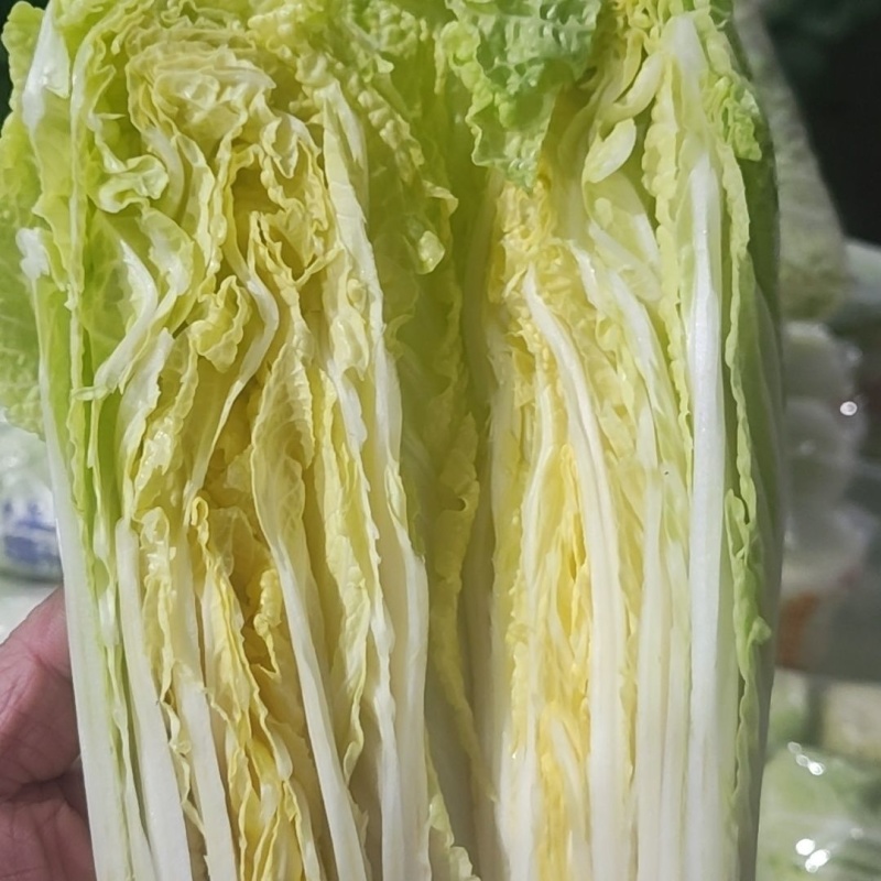 实力代收小娃娃菜货源充足量大从优供应电商商超市场