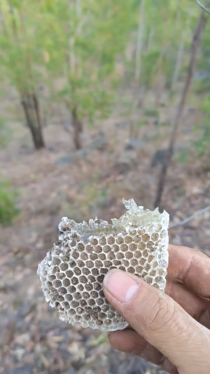 野生蜂蜜蜂蜜🍯产地直销量大从优可视频看货对接全国各地