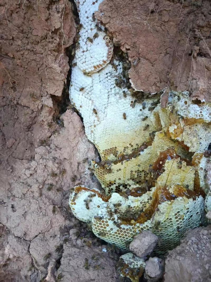 野生蜂蜜120一斤当季新货规格齐全产地直销量大从优视频